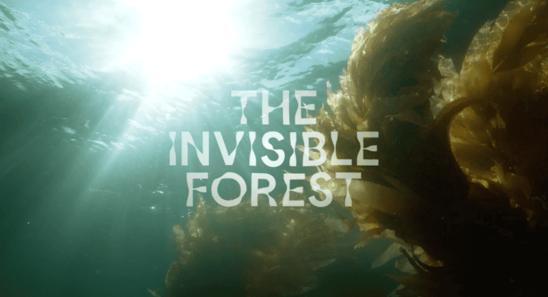 Emotive and Google AI ally to restore Tasmania’s giant kelp forests [Video]