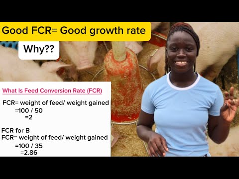 Feed Conversion rate (FCR) of Pigs| Importance of FCR to Pig Growth [Video]